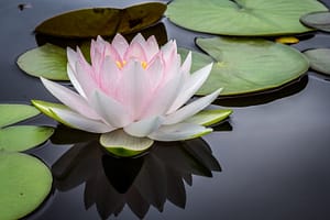 buddhism and psychotherapy-waterlily